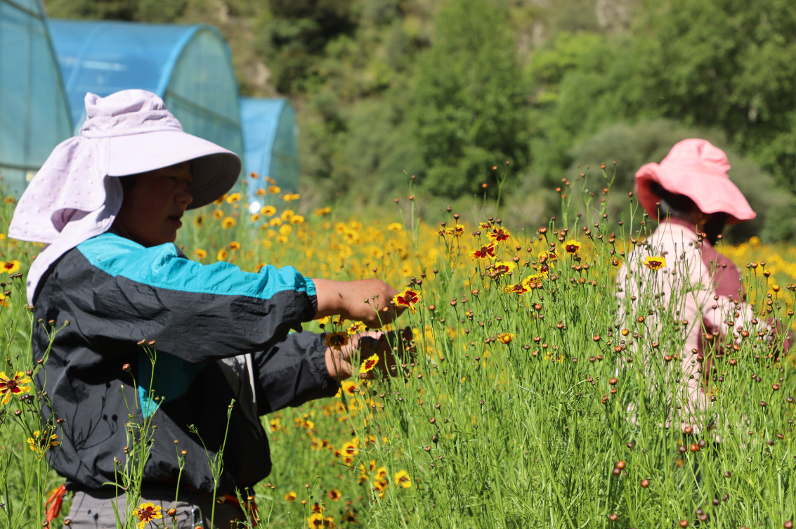 支持?jǐn)U大雪菊種植300畝、藜麥200畝，助力當(dāng)?shù)厝罕娫鍪? class=
